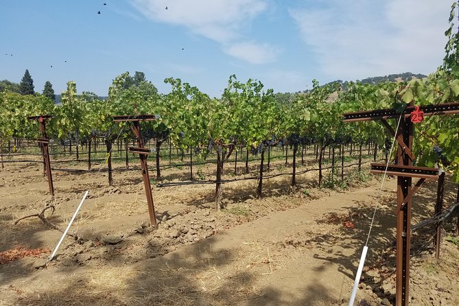 6-Hour Private Wine Tasting Tour With a Sample Stops - Inclusions