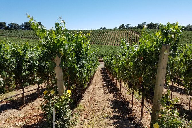 6 Hour Variety Wine Vineyard Tour in Napa Valley - An In-Depth Look at the Tour Experience