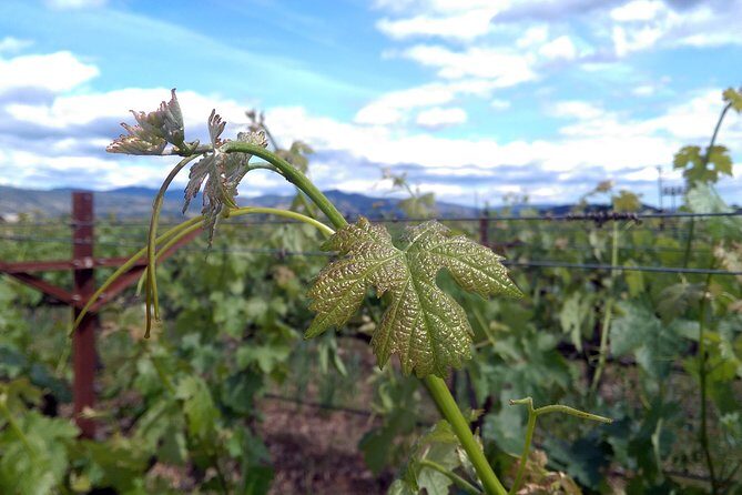 6 Hour Variety Wine Vineyard Tour in Napa Valley - Final Thoughts