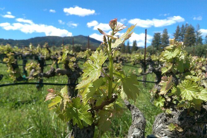 6-Hour Wine Country Tour from San Francisco - What We Learned from Reviews and Feedback