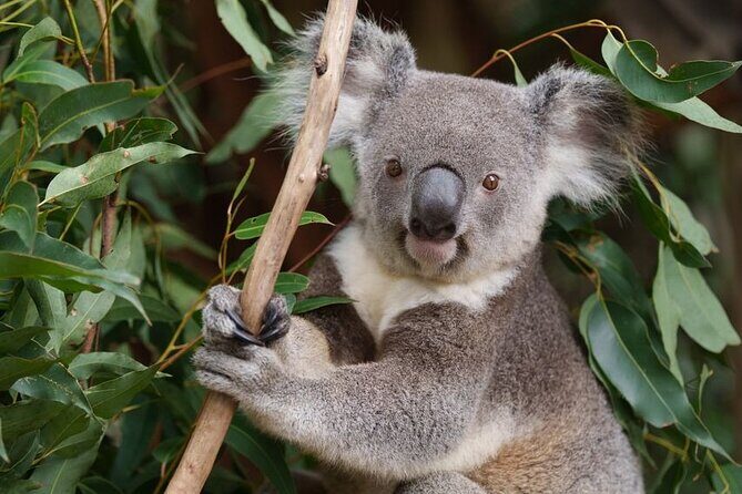 6 Hours Brisbane Private Tour Popular Sights in One Day - Lone Pine Koala Sanctuary