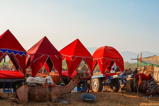 6 Hours Evening Desert Safari With BBQ Dinner - Date and Travelers