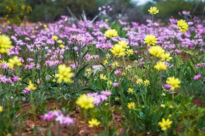 6 Hours Pinnacles Express Tour - Pricing and Value