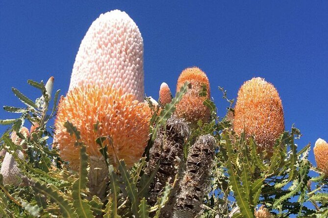 6 Hours Pinnacles Express Tour - Who Is This Tour Best For?