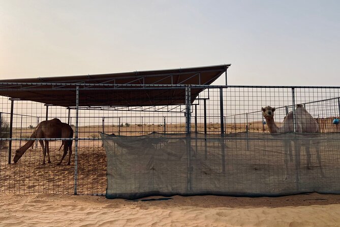 6 Hours Private Guided Classic Heritage Safari Tour in Dubai - Reviews