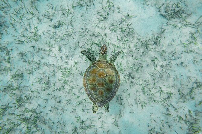 6 Hours Rose Island Tour with Snorkeling Experience and Lunch - Good To Know