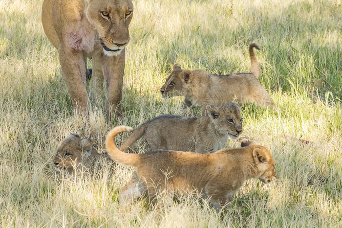 6 Hours Ultimate Pilanesberg Open Vehicle Day Tour - Tour Operator and Group Size