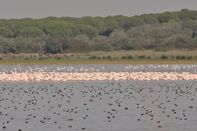 6 Hrs Private Tour of Northern Doñana - Tour Highlights