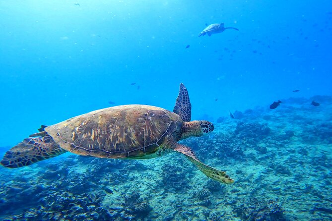 6 in 1 Deluxe Blue Ocean Turtle Snorkeling Escapade at Waikiki - Turtle Spotting Adventure