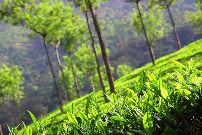 6 Nights 7 Days Kerala Private Tour With Hillstations,Backwater &Beaches - Inclusions and Exclusions
