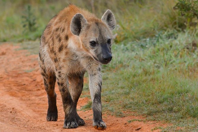 6 Nights 7 Days Masai Mara Budget Safari. - Wildlife Spotting Opportunities