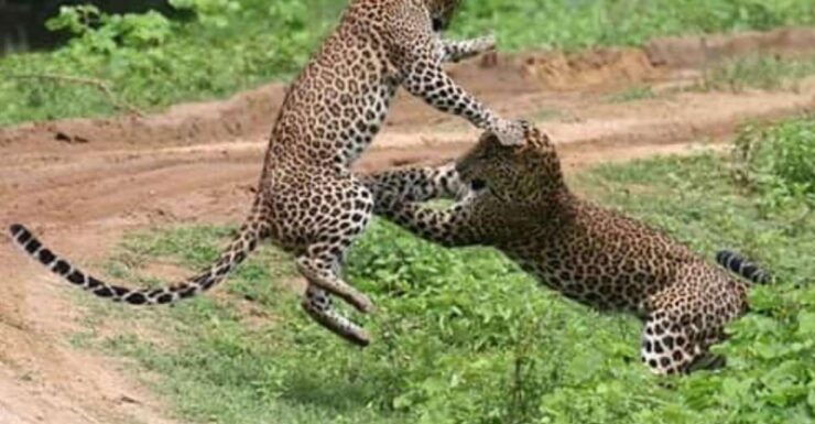 6 Nights 7 Days-Muslim Halal Tour With Yala National Park - Tour Overview