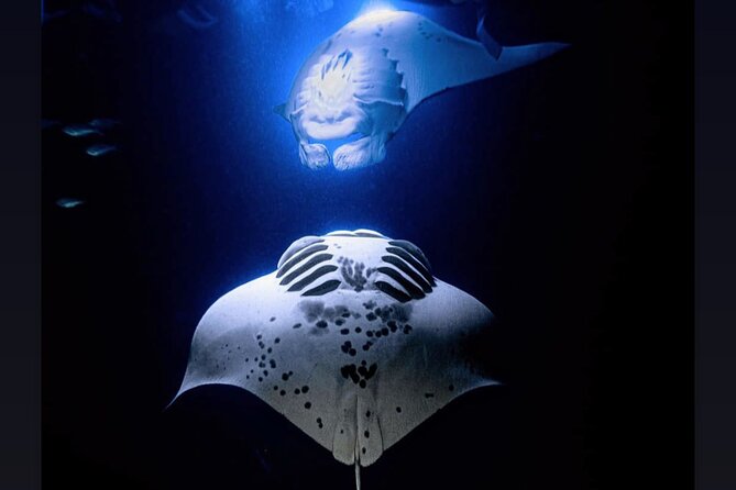 6 Passenger Maximum Manta Ray Night Snorkel in Kailua-Kona, HI - Meeting Point and Directions
