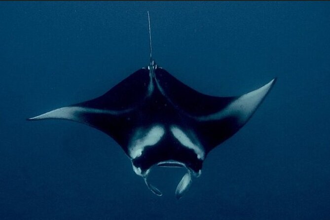 6 Passenger Maximum Manta Ray Night Snorkel in Kailua-Kona, HI - Additional Information and Requirements