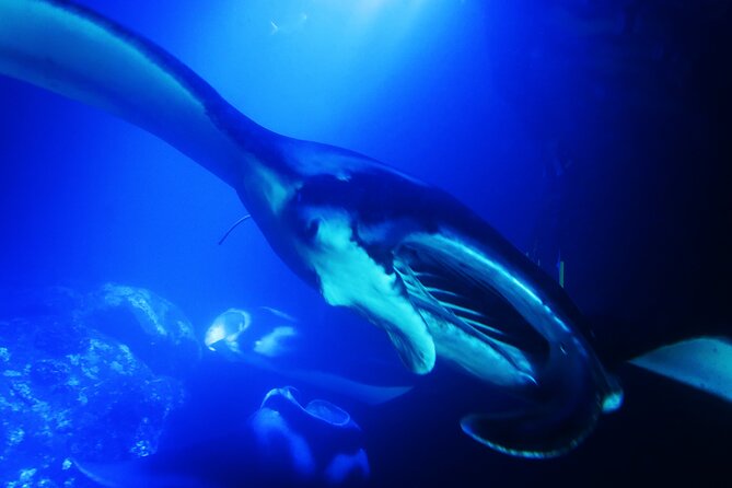 6 Passenger Maximum Manta Ray Night Snorkel in Kailua-Kona, HI - Cancellation Policy