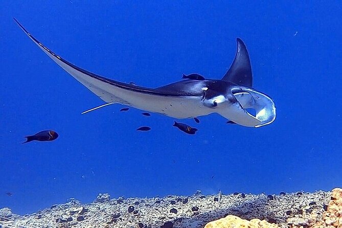 6 Passenger Maximum Manta Ray Night Snorkel in Kailua-Kona, HI - Boat Ride and Seasickness Considerations