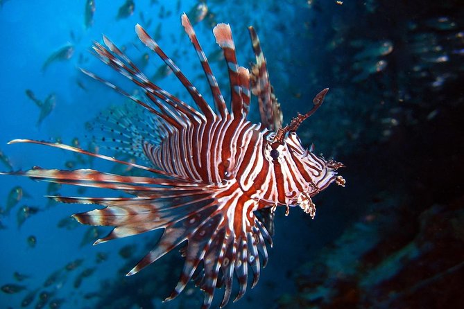 6-Week PADI Dive Divemaster in Koh Chang - The Sum Up