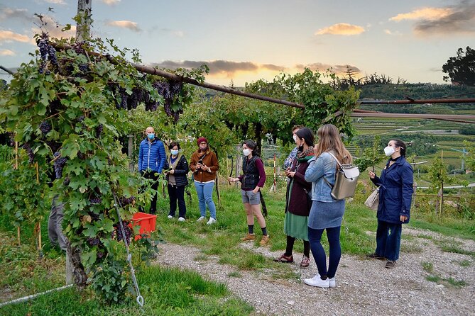 6 Wine Tasting in Valpolicella Classica: the Cradle of Amarone - The Sum Up