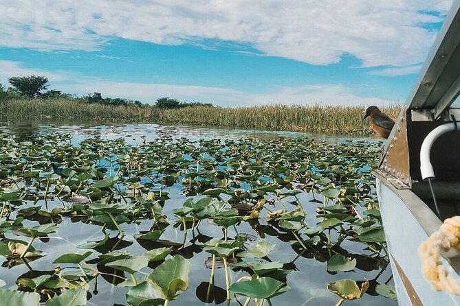 60 Min. Airboat Everglades Tour Plus Pick up in a Small Group With an Experienced Tour Guide - Alligator Show Experience