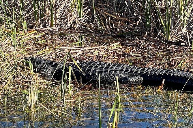 60 Min. Airboat Everglades Tour Plus Pick up in a Small Group With an Experienced Tour Guide - Common Questions