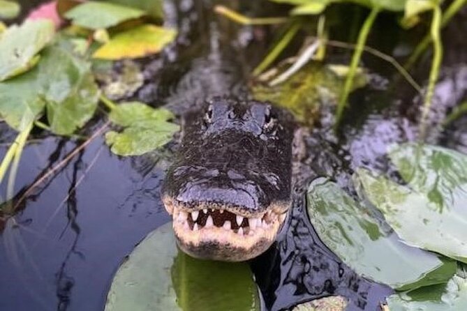60 Min Private Everglades Airboat Ride in Miami - Meeting and Pickup Details