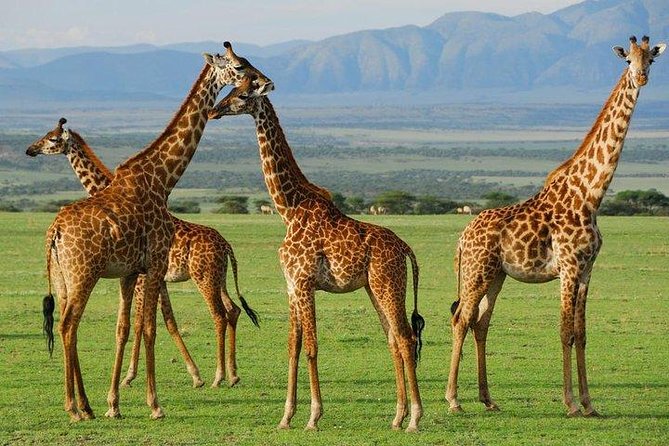 6Days Amboseli, Lake Nakuru and Masai Mara Camping Safari on Jeep - Additional Information