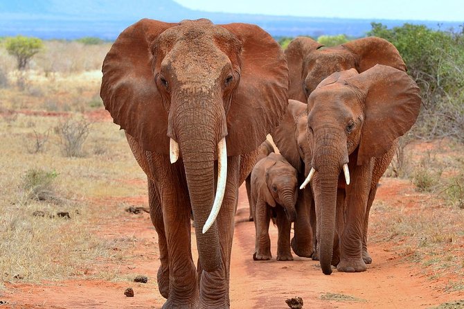 6Days Amboseli, Lake Nakuru and Masai Mara Camping Safari on Jeep - Cancellation Policy