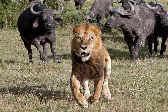 6Days Amboseli, Lake Nakuru and Masai Mara Camping Safari on Jeep - Frequently Asked Questions