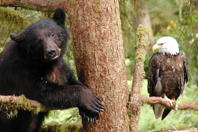 6hr Custom Private Tour of Ketchikan (4 People) Wildlife + More - Good To Know