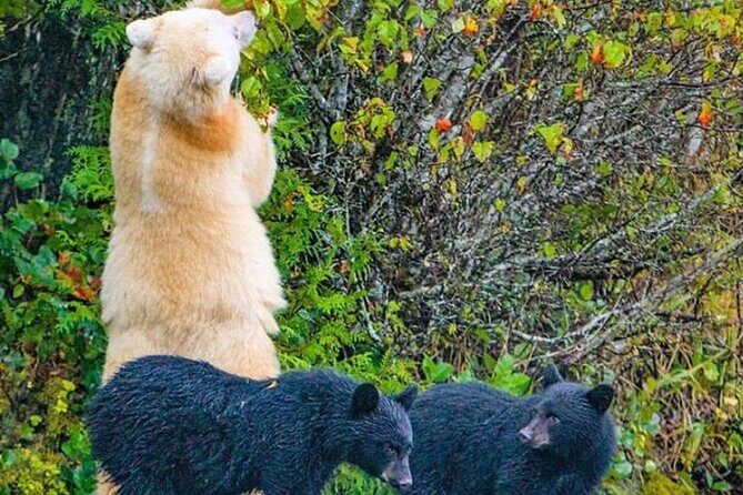 6hr Custom Private Tour of Ketchikan (4 People) Wildlife + More - Pricing and Value