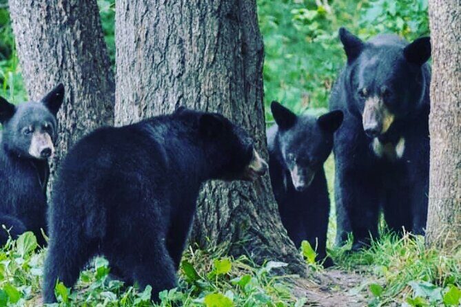 6hr Custom Private Tour of Ketchikan (4 People) Wildlife + More - Who Is This Tour Best For?