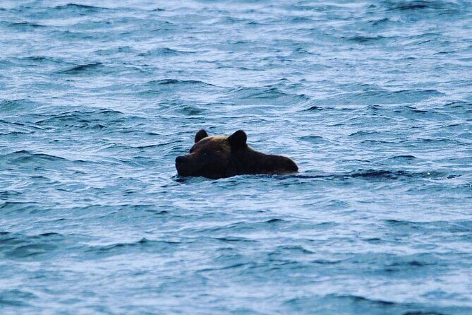 6hr Custom Private Tour of Ketchikan (4 People) Wildlife + More - Frequently Asked Questions