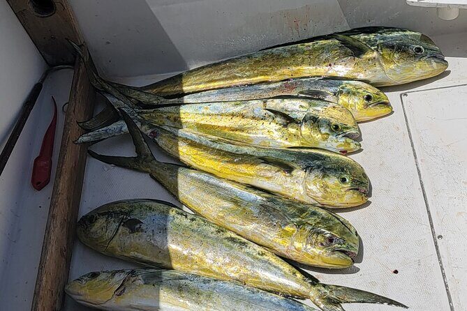 6hr Offshore Big Game Fishing Adventure - Authentic Insights from Reviews  