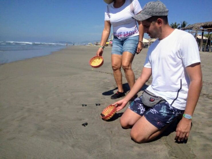 .6Hr Tour Diving Show Baby Turtle Release & All Attractions - Pickup and Drop-off Information