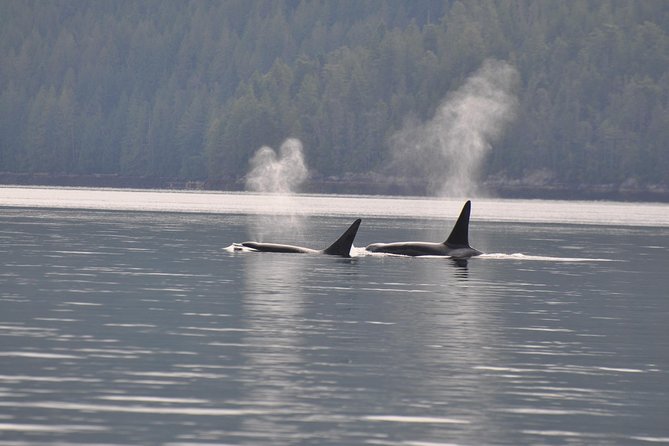 7-8 Hour Zodiac Whale Watching Tour - Inclusions