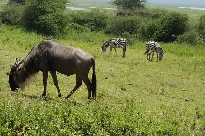 7 Day Amazing Budget Safari Tour Tanzania - Meal Plan