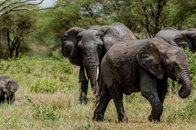 7 Day Amazing Budget Safari Tour Tanzania - Price and Booking Details