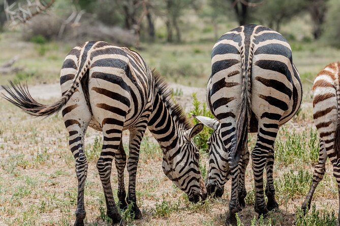 7 Day Amazing Budget Safari Tour Tanzania - Transportation Information