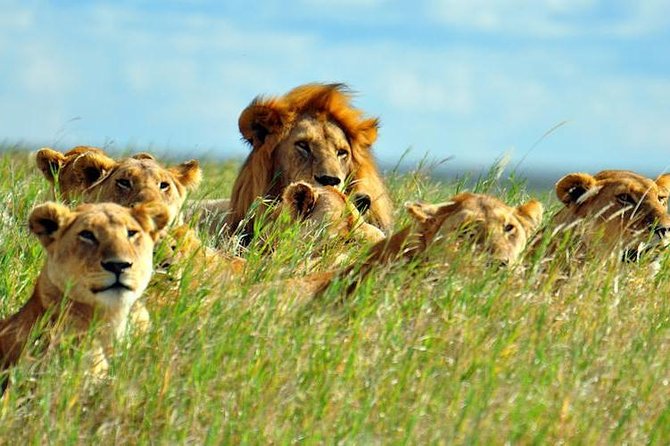 7-Day Breathtaking Kenya Big 5 Private Safari - Logistics and Pickup Details