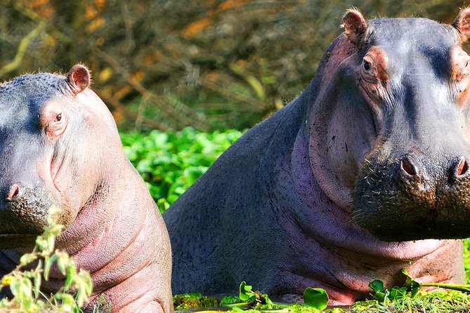 7-Day Breathtaking Kenya Big 5 Private Safari - Pricing and Reviews