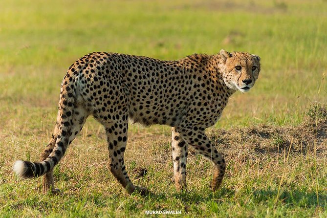 7 Day Budget Safari in Kenya - Inclusions and Exclusions