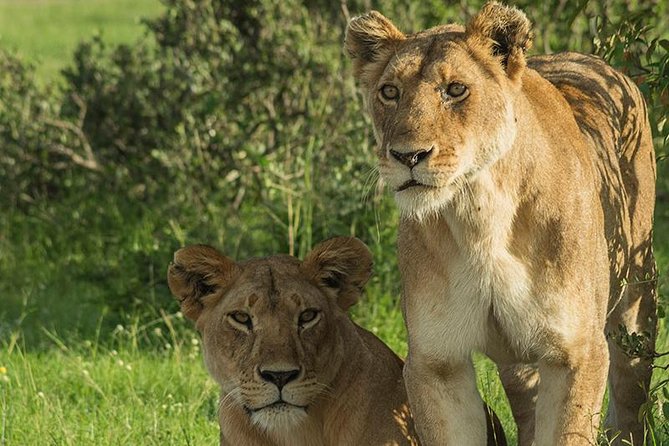 7 Day Budget Safari in Kenya - Pickup and Meeting Information