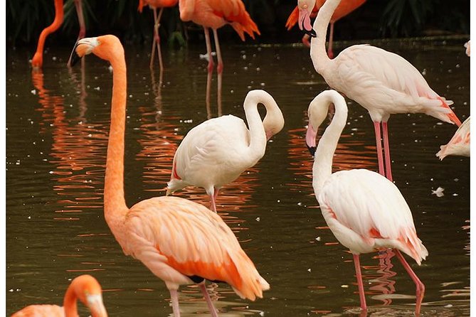 7 Day Budget Safari in Kenya - Cancellation Policy Details