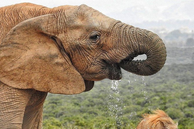7-day Cape Town, Winelands, Garden Route and Addo National Park - Wildlife Encounters at Addo National Park
