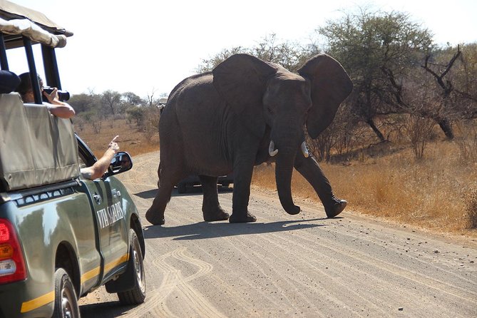 7 Day Classic Kruger National Park Safari - Visiting Moholoholo Wildlife Rehabilitation Centre