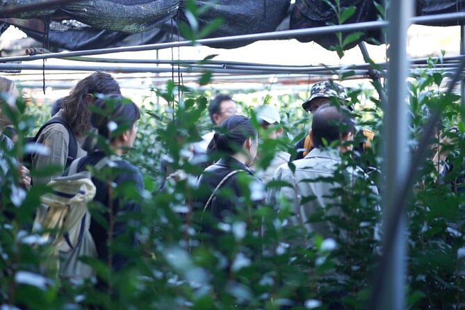 7 Day Craftsmanship of Tea Tour in Kyoto, Uji and Aizu-wakamatsu - Frequently Asked Questions