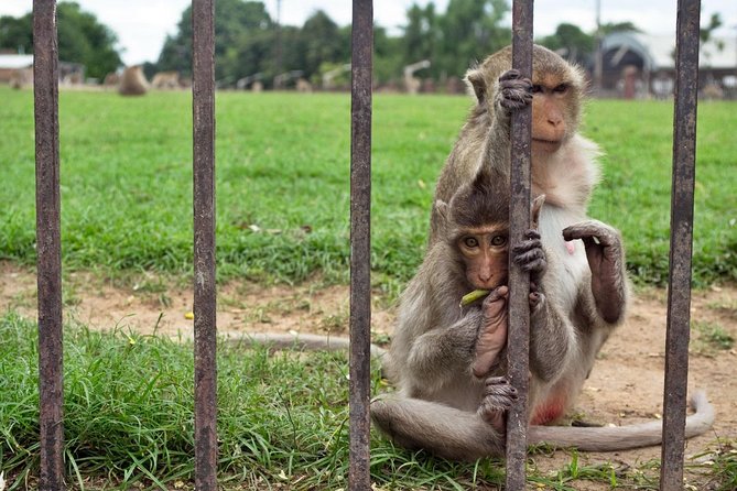 7-Day Cultural Tour of Thailand From Bangkok: Ayutthaya, Chiang Mai, Chiang Rai - Tour Itinerary and Accommodation