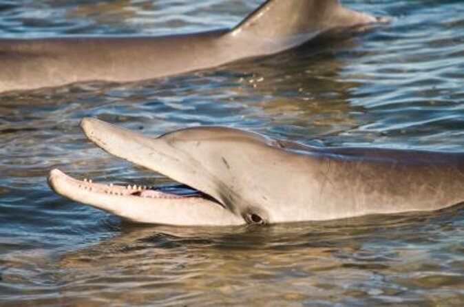 7-Day Exmouth Explorer via Pinnacles Monkey Mia Ningaloo Reef Returning to Perth - Itinerary Highlights