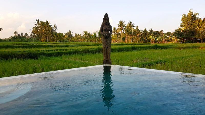7 Day Firefly Retreat in Ubud Bali - Vegetarian meals and a massage are part of the week