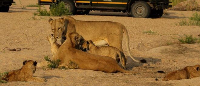 7 Day Garden Route & Addo Nat Park Tour Cape Town to Durban - The Sum Up